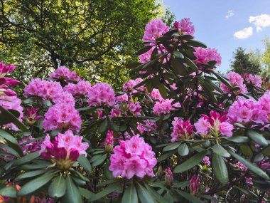 Renkli rhododendron çiçekleri parlak güneş ışığında gelişir..