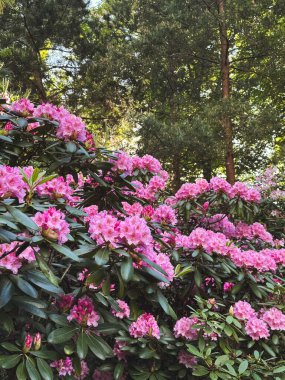 Parlak pembe rhododendronlar bir bahar bahçesinde yeşil yaprakların arasında çiçek açar..