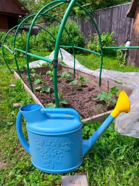 Mavi bir sulama tenekesi bir bahçeye yeni ekilmiş mahsulün yanında duruyor..