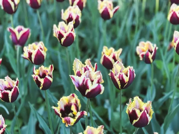 Göz alıcı renklere sahip laleler yemyeşil bir bahçede dimdik duruyorlar..