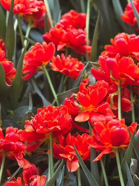 Renkli kırmızı laleler güneşli bir bahçede yeşil yaprakların arasında gelişir..