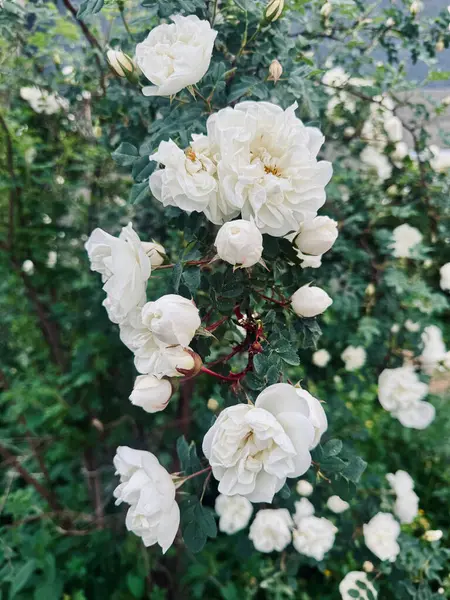 Narin beyaz çiçekler parlak gün ışığında yeşil bir çalıyı süslüyor..