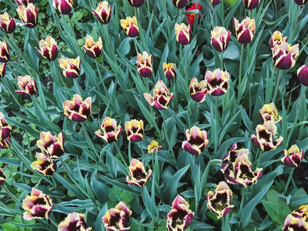 İlkbaharda çiçek açan bir bahçede laleler çeşitli koyu renkler gösterir..