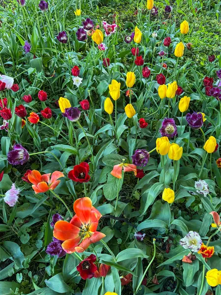 Güneşli bir bahçede çeşitli renklerde canlı laleler serpilir..