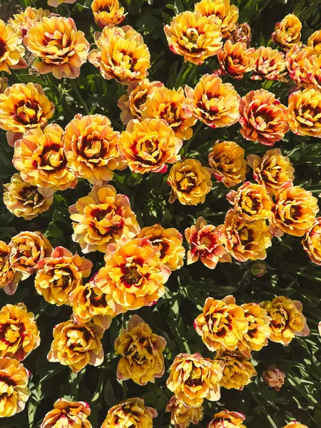 Renkli laleler açık mavi gökyüzünün altında bir çiçek tarhında gelişir..