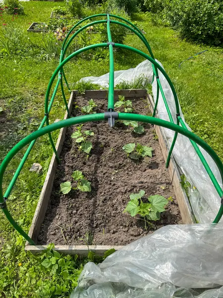 Taze yeşil fidanlar arka bahçedeki koruyucu çerçevenin altında yetişir..