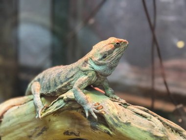 Kertenkele sıcak güneş ışığının tadını çıkarırken bir dalın üzerinde huzur içinde yatar..