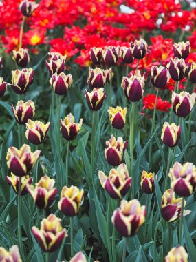 Canlı çiçekler, çiçek açmış mor ve kırmızı renklerin güzel bir karışımını sergiler..