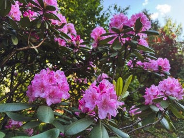 Bahçedeki yemyeşil yaprakların arasında açan parlak pembe çiçekler..