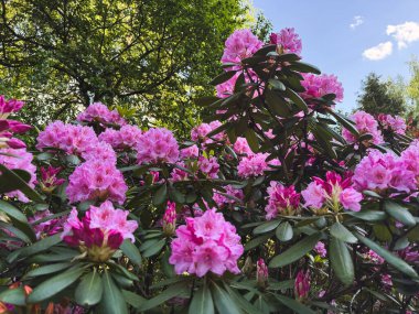 Renkli rhododendron çiçekleri parlak güneş ışığında gelişir..