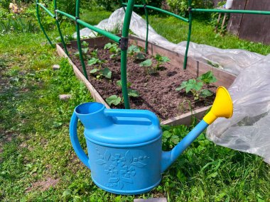 Canlı bir mavi sulama tenekesi bahçeye yeni ekilmiş tohumların yanında duruyor..