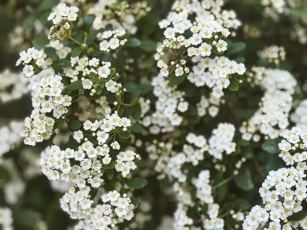 Minik beyaz çiçekler baharda bahçeyi güzellik ve güzel kokuyla doldurur..