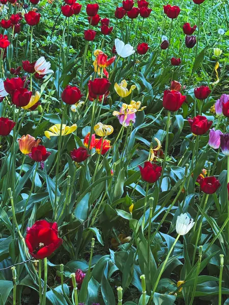 Renkli laleler yemyeşil bir bahar bahçesinde çiçek açar..
