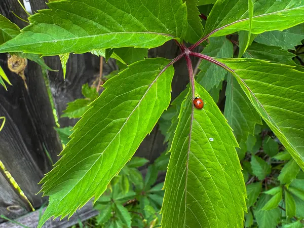 Parlak kırmızı uğur böceği bahçedeki canlı yeşil bir yaprağa tünemiş..