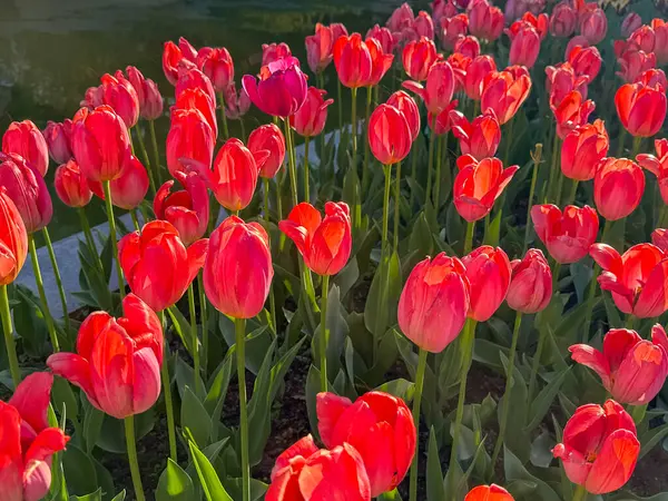 Parlak kırmızı laleler, sakin bir su özelliğinin yanında kümeler halinde toplanır..
