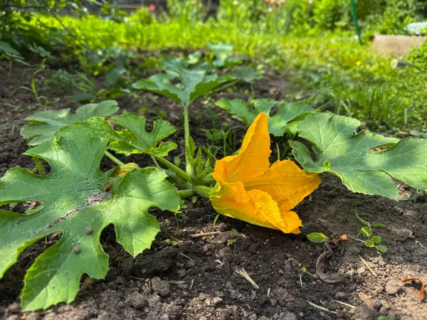 Canlı sarı kabak çiçeği bahar bahçesindeki yemyeşil yaprakların arasında açılır..