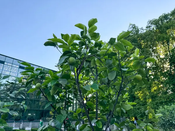 Yeşil meyveli limon ağacı açık bir günde şehir bahçesinde gelişir..