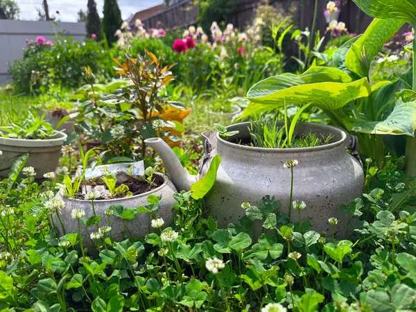 Çiçeklerle dolu canlı bahçe yaratıcı saksılar olarak çaydanlıkları sergiliyor..