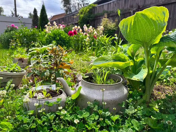 Yeşillik bahçeyi çiçeklerle ve sebzelerle dolduruyor..