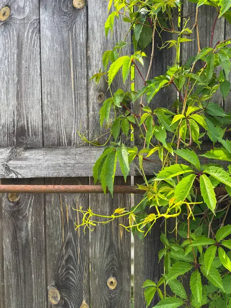 Canlı yeşil sarmaşıklar doğada eski ahşap bir çitle sarmalanır..