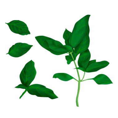 El yapımı taze yeşil fesleğen yaprağı koleksiyonu. Mutfak tasarımları, bitki temalı baskılar, tarif kartları, ambalajlar ve doğal gıda veya bahçe çizimleri için mükemmel..