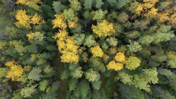 Top Shot Colorful Fall Forest Filmed Drone Bird Eye View — Stock Video