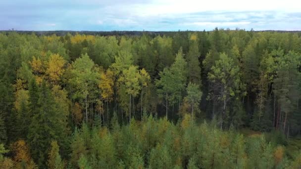Video Dron Filmado Cuando Volaba Sobre Bosque Finlandés Otoño Video — Vídeos de Stock