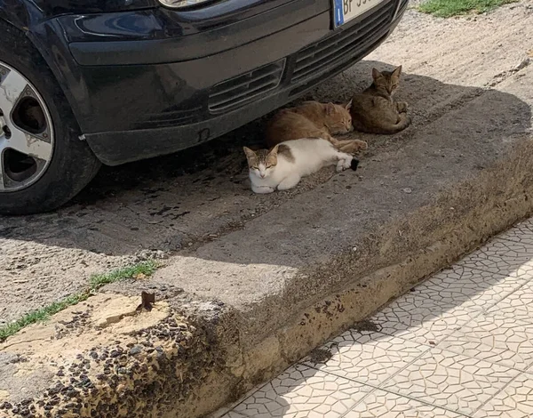 Πολλές Γάτες Κοιμούνται Κάτω Από Ένα Αυτοκίνητο Για Σκιά — Φωτογραφία Αρχείου
