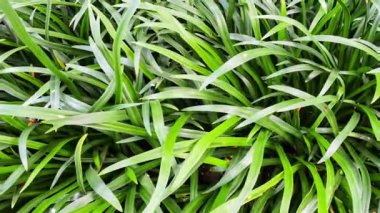 Animasi latar daun panjang warna hijau yang bergoyang pada layuh penuh menyegarkan