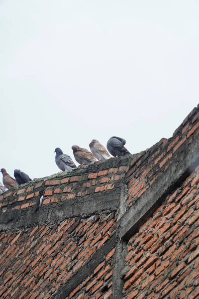 stock image Pigeons are on the roof of the house