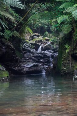 Ormandaki dere. Ağaçlarla ve yosunlarla kaplı kayalarla dolu sakin bir manzara.