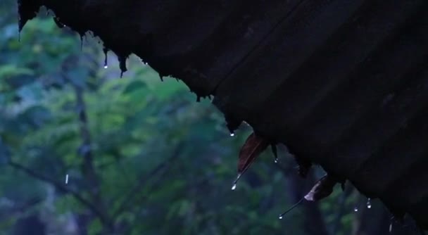 뒤뜰에 나무로 헛간의 지붕에 황혼에 지붕에서 떨어지는 비방울 떨어집니다 — 비디오