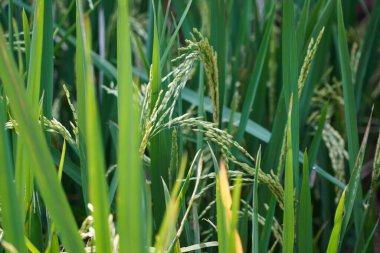 pirinç tarlalarındaki pirinç bitkileri. Organik çiftçiliğin güzel pirinç tarlalarındaki güzel pirinç bitkilerinin manzarasını kapat..