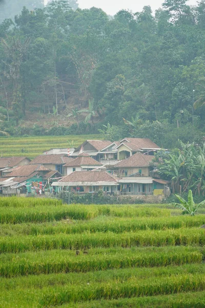 인도네시아의 주택과 식물로 둘러싸인 식물과 필드와 — 스톡 사진