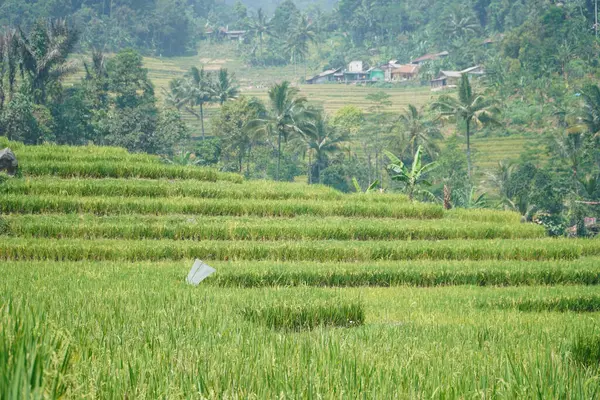 Ländliche Landschaft Mit Grüner Vegetation Und Reisfeldern Umgeben Von Dorfhäusern — Stockfoto