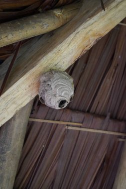 Arı kovanları çardağın çatısı altında. İnsanlar için tehlikeli böcekler.