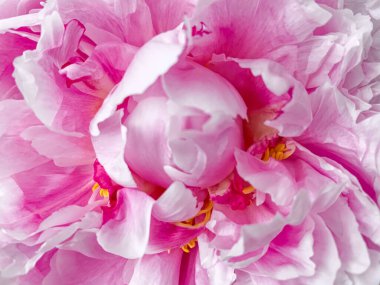 Pembe narin şakayık çiçek kalbi. Pembe narin şakayık çiçek kalbi. Yumuşak yaz çiçekleri kapanıyor. Ekran için doğal çevre tasarımı duvar kağıdı veya ekran koruyucu. Şakayık kafa kalbi. Ayrıntılı, kapat