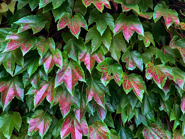 Осенние Красные Листья Красно Зеленые Коричневые Осенние Листья Осенние Цвета — стоковое фото