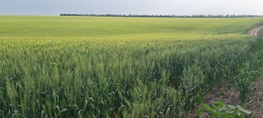Kırsal manzara, doğa fotoğrafı, buğdaylı tarlalar, gün doğumunda olgunlaşan kulakların arka planı, bulutlu, gökyüzü arkaplanı, ufuk, kırsal çayırlar, köy yolu, nehir, huş bahçesi, Ukrayna, Kharkov, baskı, kağıt, web tasarımı, poster, afiş, fotoğraf