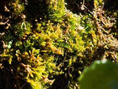 Llaberia, Katalonya, İspanya 'daki doğal su kaynaklarına yakın çekim yosun.