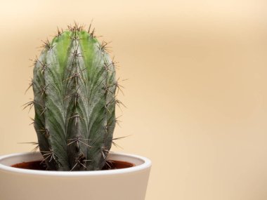 Seramik bir tencerede kaktüsün arkası seçici bir odak ile koyu bej arkaplan