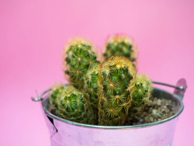 Metalik bir tenceredeki kaktüsü kapat. Önünde seçici bir odak ve sağlam pembe bir arka plan olsun.