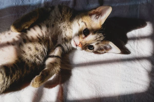 Pequeno Gatinho Deitado Uma Folha Algodão Deixado Iluminado Com Sombra — Fotografia de Stock