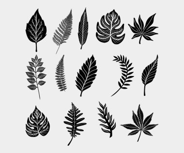 Yaprak botanik koleksiyonu demet bohça vektör çizim varlık element doğa, bitki, tropikal yapraklar düzenlenebilir