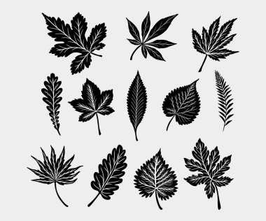 Yaprak botanik koleksiyonu demet bohça vektör çizim varlık element doğa, bitki, tropikal yapraklar düzenlenebilir