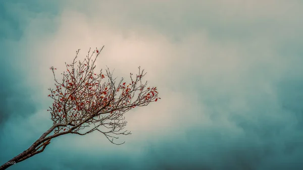 Siste bir dal, Arka plan