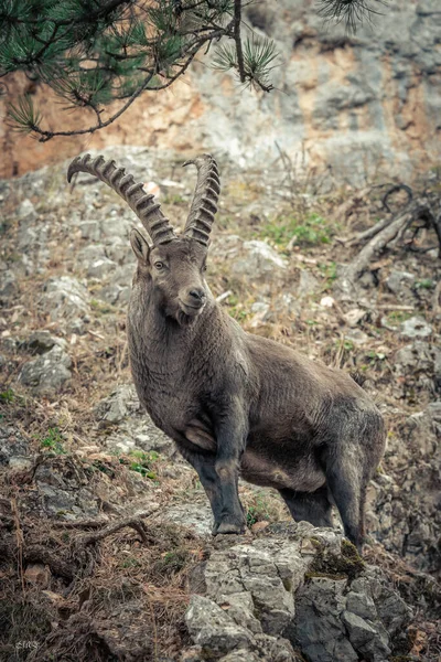 Alps2 'de bir erkek dağ keçisi..