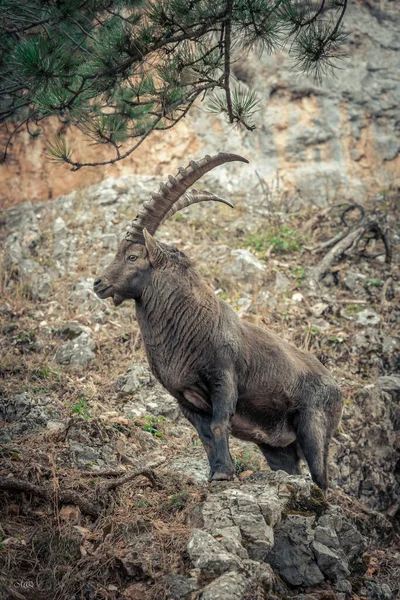 Alps3 'te bir erkek dağ keçisi..