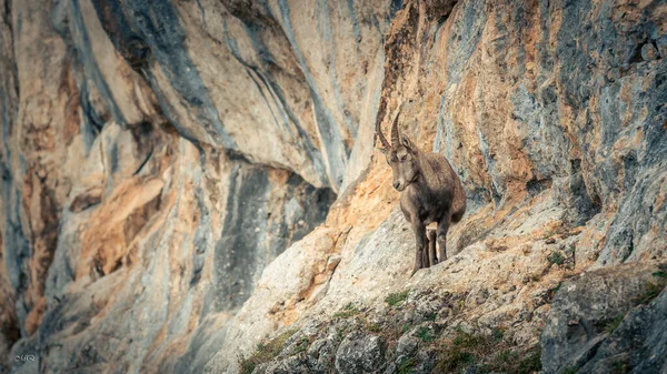 Alps6 'da bir erkek dağ keçisi..