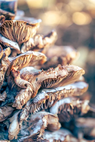 Sonbahar mantarları detay arkaplanı 2.